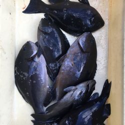 伊豆下田フィッシング 釣果