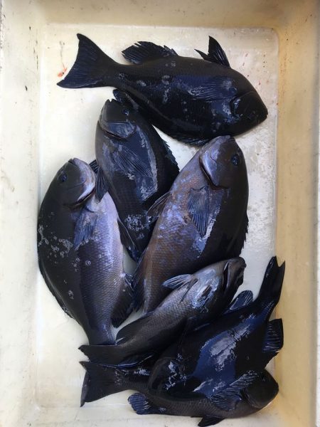 伊豆下田フィッシング 釣果