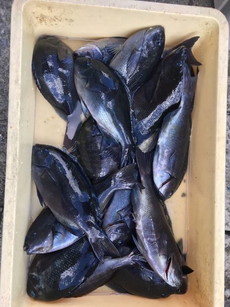 伊豆下田フィッシング 釣果