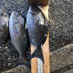 伊豆下田フィッシング 釣果