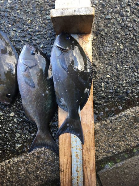 伊豆下田フィッシング 釣果