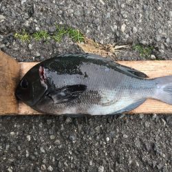 伊豆下田フィッシング 釣果