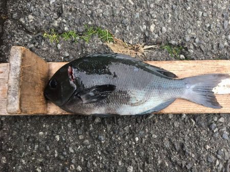 伊豆下田フィッシング 釣果