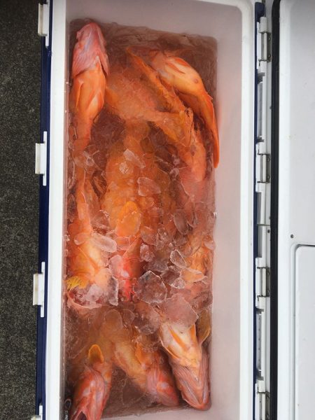 伊豆下田フィッシング 釣果