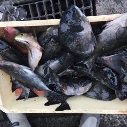 伊豆下田フィッシング 釣果