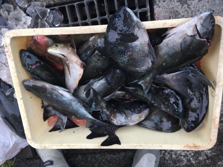 伊豆下田フィッシング 釣果