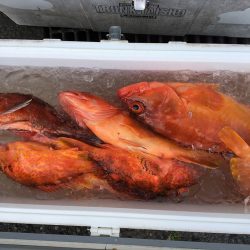 伊豆下田フィッシング 釣果