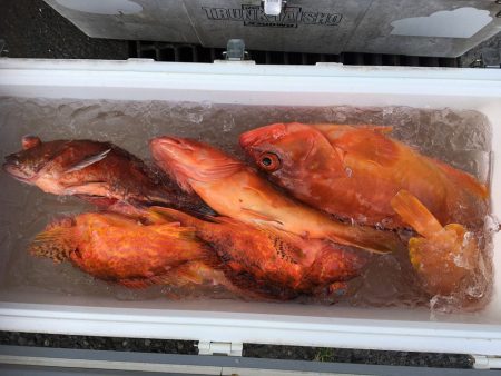 伊豆下田フィッシング 釣果