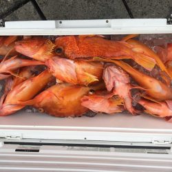 伊豆下田フィッシング 釣果