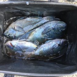 伊豆下田フィッシング 釣果