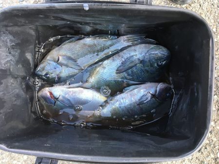 伊豆下田フィッシング 釣果