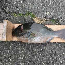 伊豆下田フィッシング 釣果