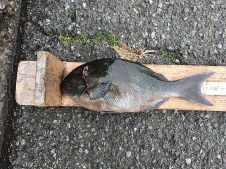 伊豆下田フィッシング 釣果