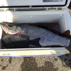 伊豆下田フィッシング 釣果