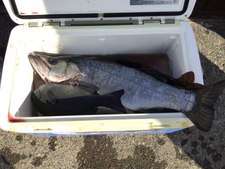 伊豆下田フィッシング 釣果