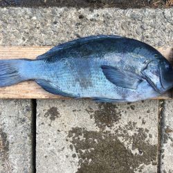 伊豆下田フィッシング 釣果