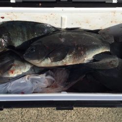 伊豆下田フィッシング 釣果