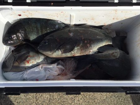 伊豆下田フィッシング 釣果