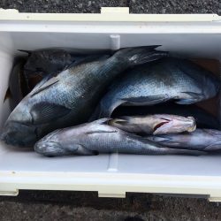 伊豆下田フィッシング 釣果