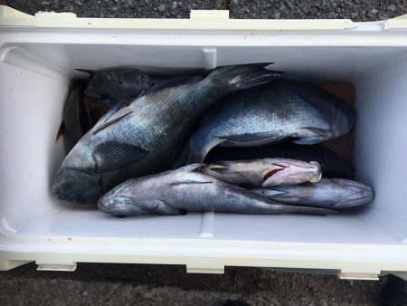 伊豆下田フィッシング 釣果