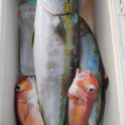 遊漁船 新鋭丸 釣果