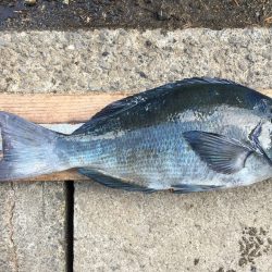 伊豆下田フィッシング 釣果