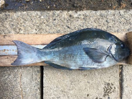 伊豆下田フィッシング 釣果