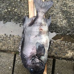 伊豆下田フィッシング 釣果