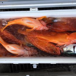 伊豆下田フィッシング 釣果