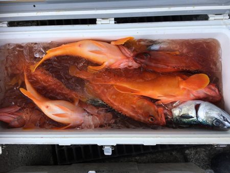 伊豆下田フィッシング 釣果