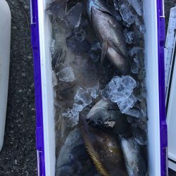 伊豆下田フィッシング 釣果