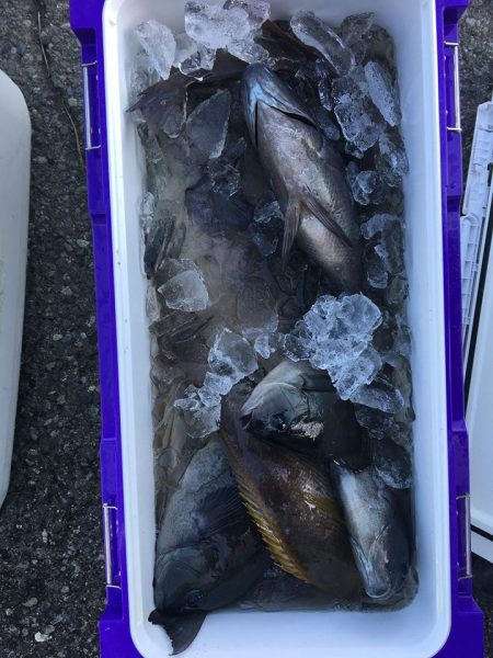 伊豆下田フィッシング 釣果
