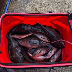 伊豆下田フィッシング 釣果