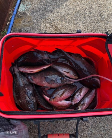 伊豆下田フィッシング 釣果