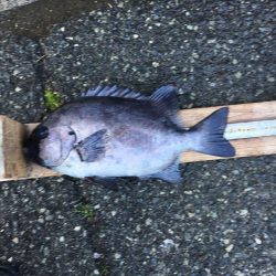 伊豆下田フィッシング 釣果