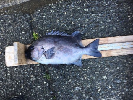 伊豆下田フィッシング 釣果