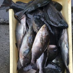 伊豆下田フィッシング 釣果