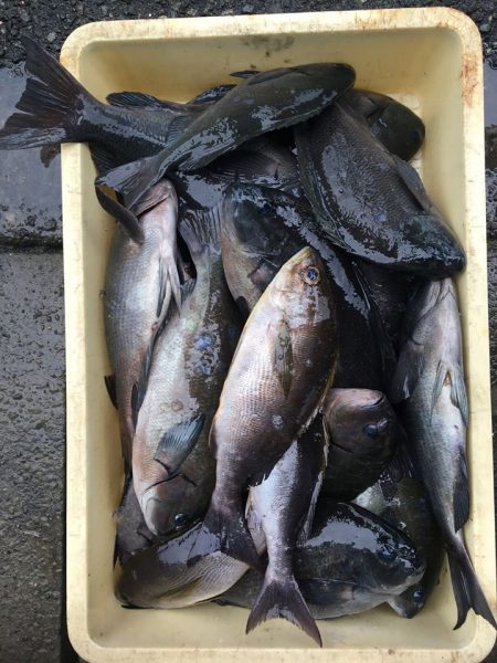 伊豆下田フィッシング 釣果