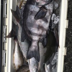 伊豆下田フィッシング 釣果