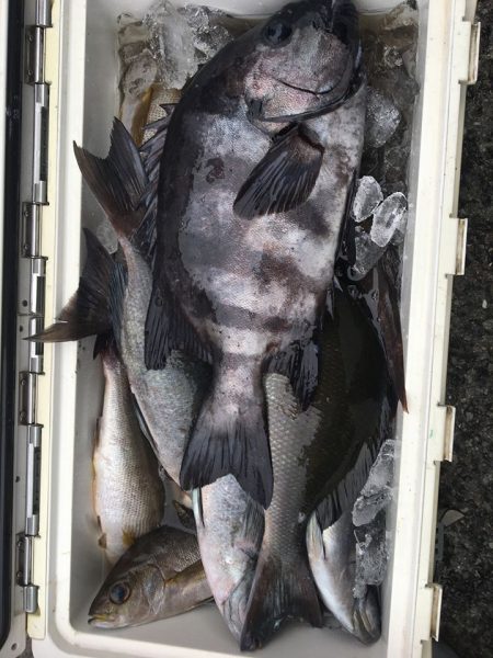 伊豆下田フィッシング 釣果