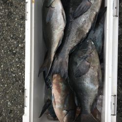 伊豆下田フィッシング 釣果