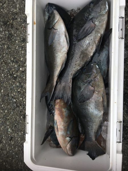 伊豆下田フィッシング 釣果