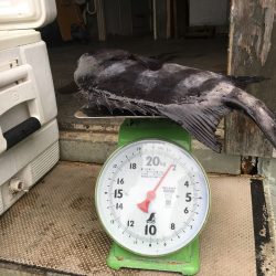 伊豆下田フィッシング 釣果