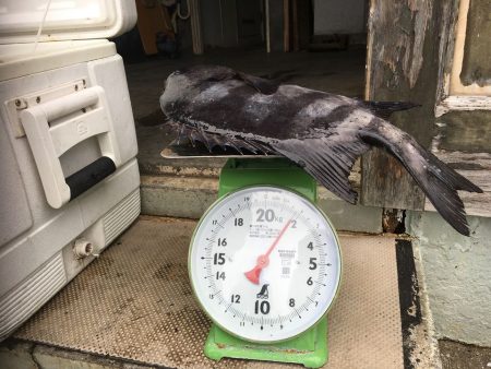 伊豆下田フィッシング 釣果