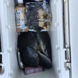 伊豆下田フィッシング 釣果