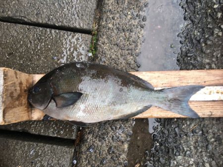 伊豆下田フィッシング 釣果