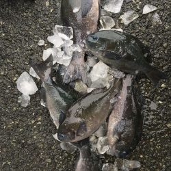 伊豆下田フィッシング 釣果