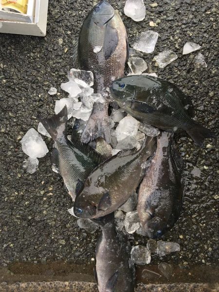 伊豆下田フィッシング 釣果