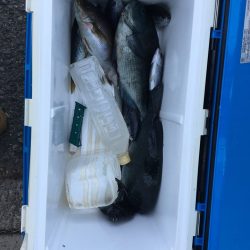 伊豆下田フィッシング 釣果