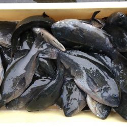 伊豆下田フィッシング 釣果